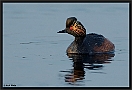 Geoorde fuut, Black-necked Grebe, Podiceps nigricollis Location: Twente, the Netherlands Geoorde fuut D2 4849 kopie
